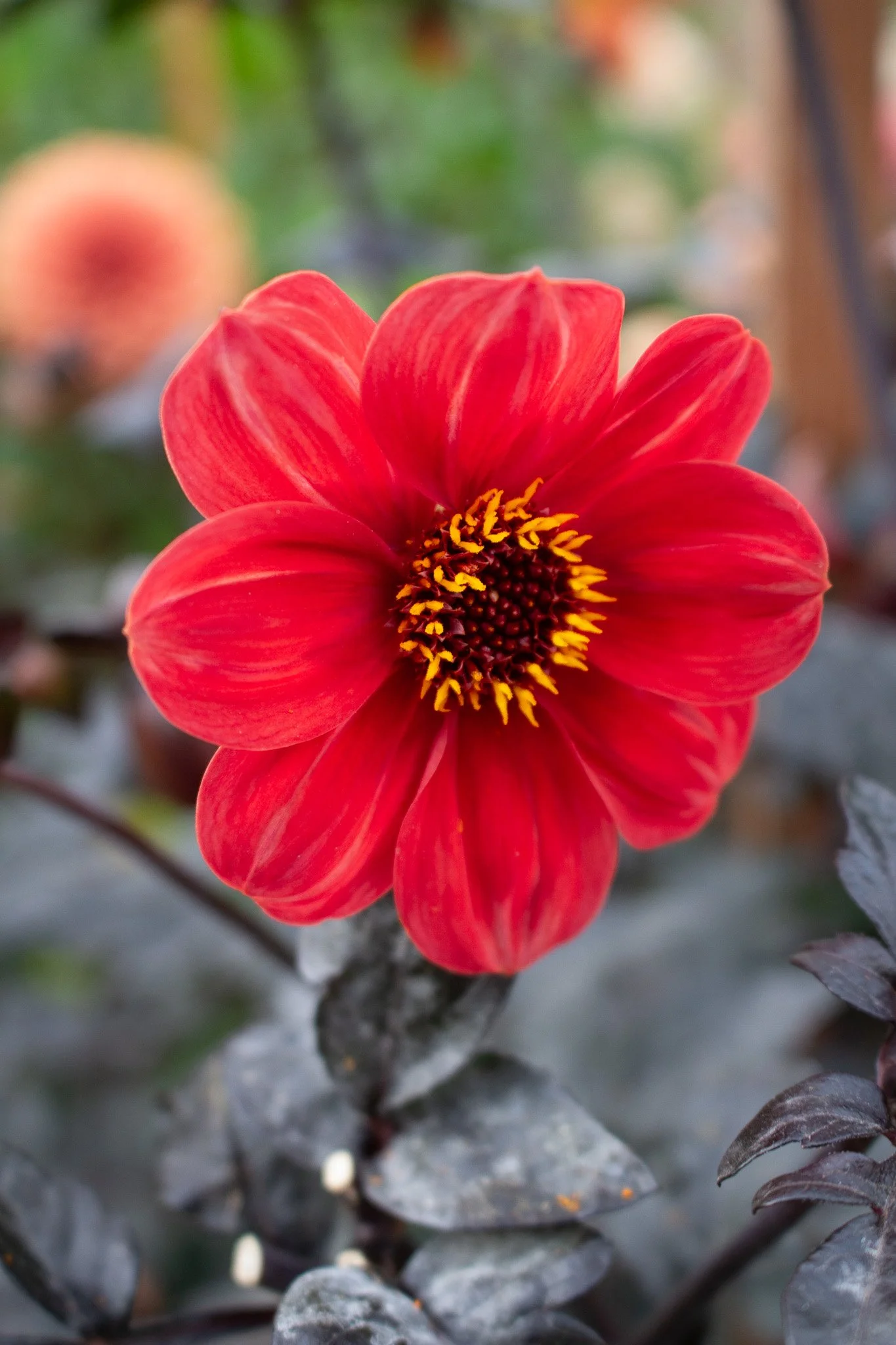 Dahlia : Sandia Bliss — ciderpress lane